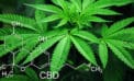 Too many bureaucratic hurdles for cannabis research Too many bureaucratic hurdles for cannabis research