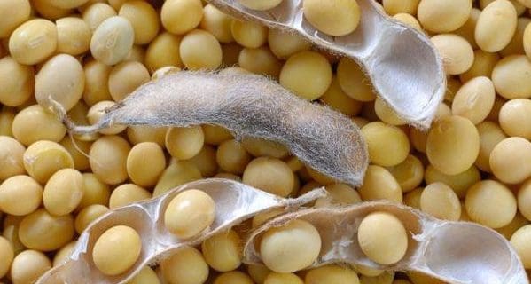 How you can be successful with soybeans, even in dry years