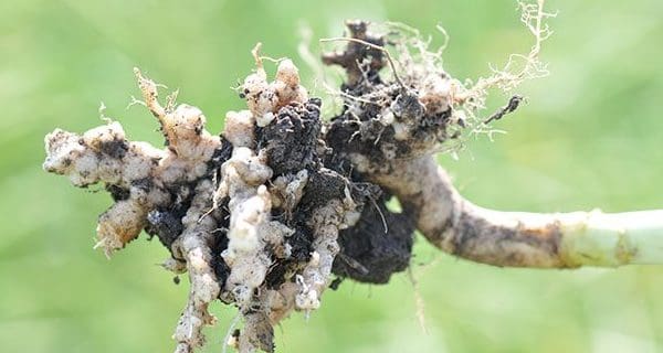 Biosecurity on the farm: dealing with clubroot