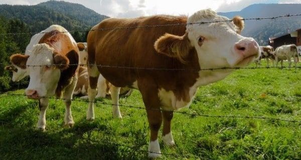 Improving livestock distribution on pasture