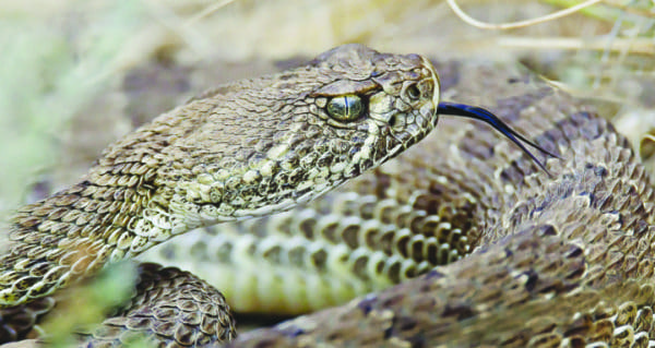 Rattlesnakes are roving, so be snake smart