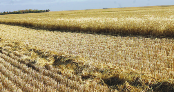 Harvest moving quickly across region