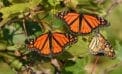 Monarch butterly Monarch butterflies here today, gone tomorrow