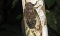 Cicada Serenaded by cicadas