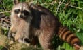 racoon nature wildlife Survival of the fittest, from a very young age