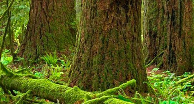Stick to the facts to protect old-growth forests in B.C.