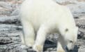The polar bears were the showstoppers The polar bears were the showstoppers
