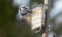 Bird feeder Get those bird feeders up and enjoy the show