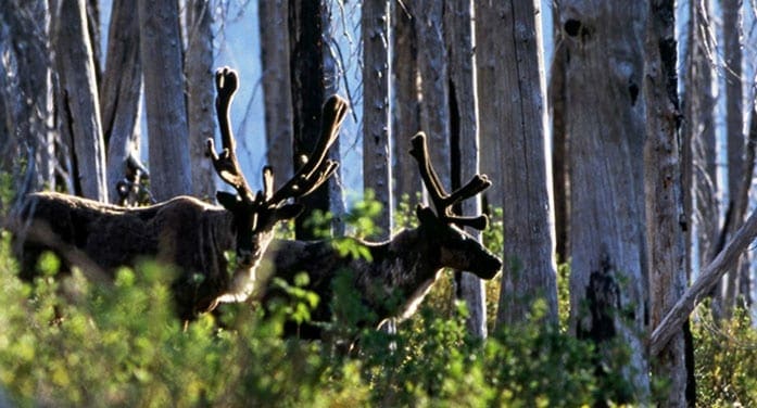 How changing boreal forests could affect caribou