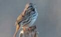 bird singing Why birds sing before winter weather breaks