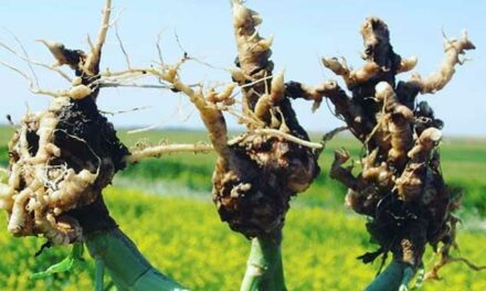 $1.25-million project tackles clubroot resistance in canola