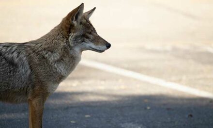 What to do when you see wildlife on urban trails