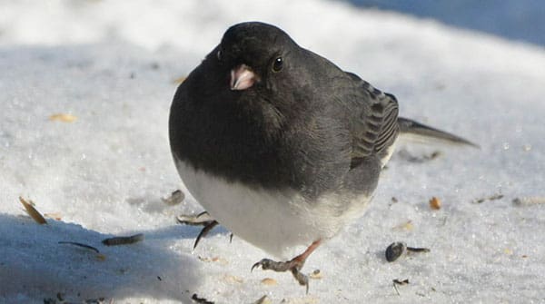 How Dark-eyed Juncos outsmart other birds for food