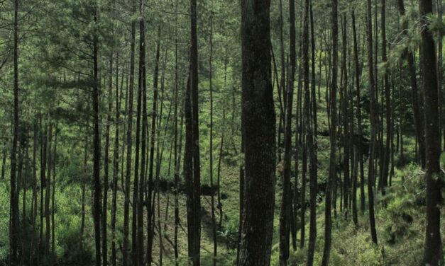 Boreal forests could hold the key to achieving Canada’s climate goals