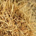 Clean fuel from waste may no longer be fantasy