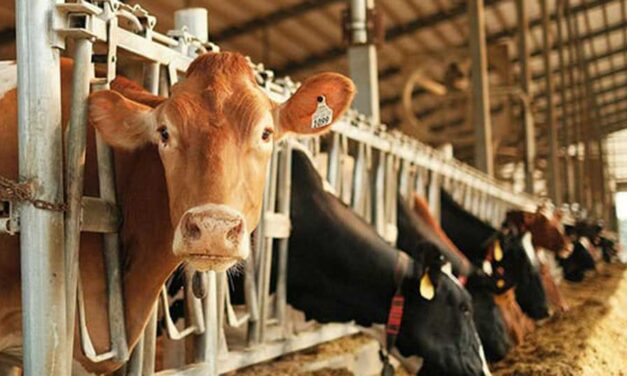 It’s time to end Canada’s protectionist supply management regime