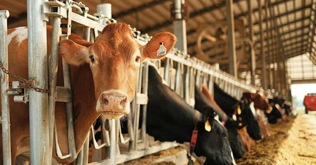 The outdated supply management system raises dairy prices, restricts trade and serves a wealthy few. Canadians deserve better